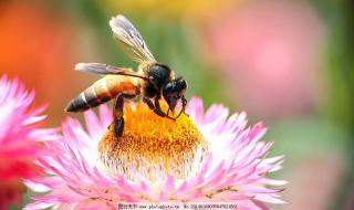 蜜蜂是怎样的昆虫